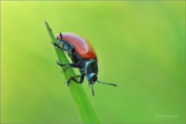 <p>MANDELINKA TOPOLOVÁ (Chrysomela populi) ----- /Chrysomela populi - Pappelblattkäfer/</p>